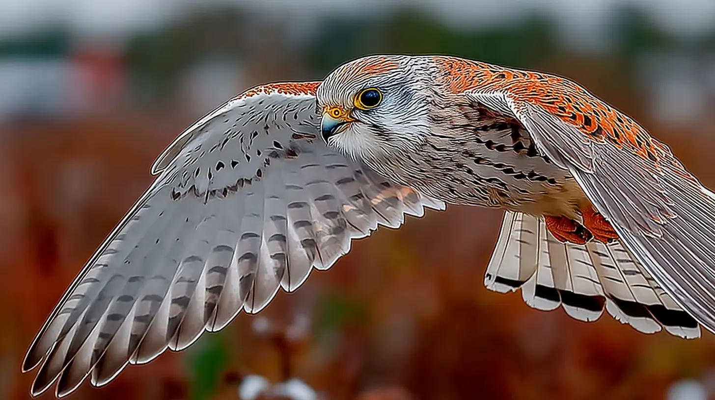 Common Kestrel