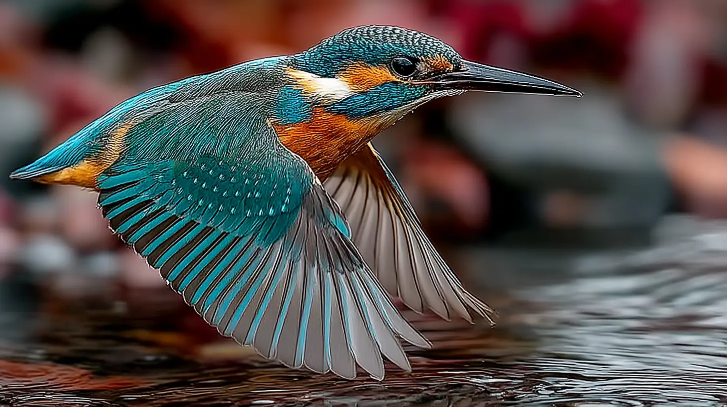 Common Kingfisher