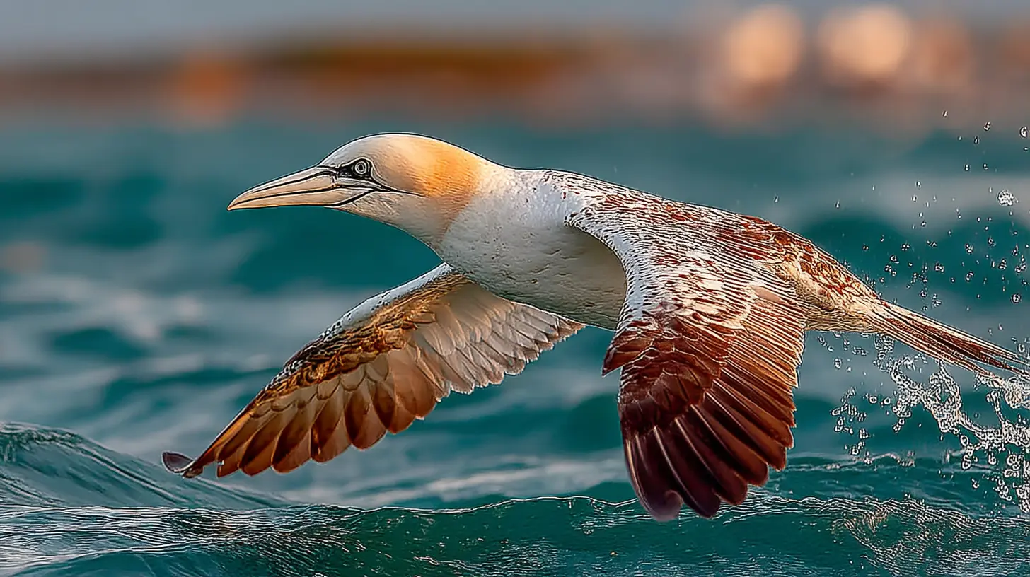 Northern Gannet