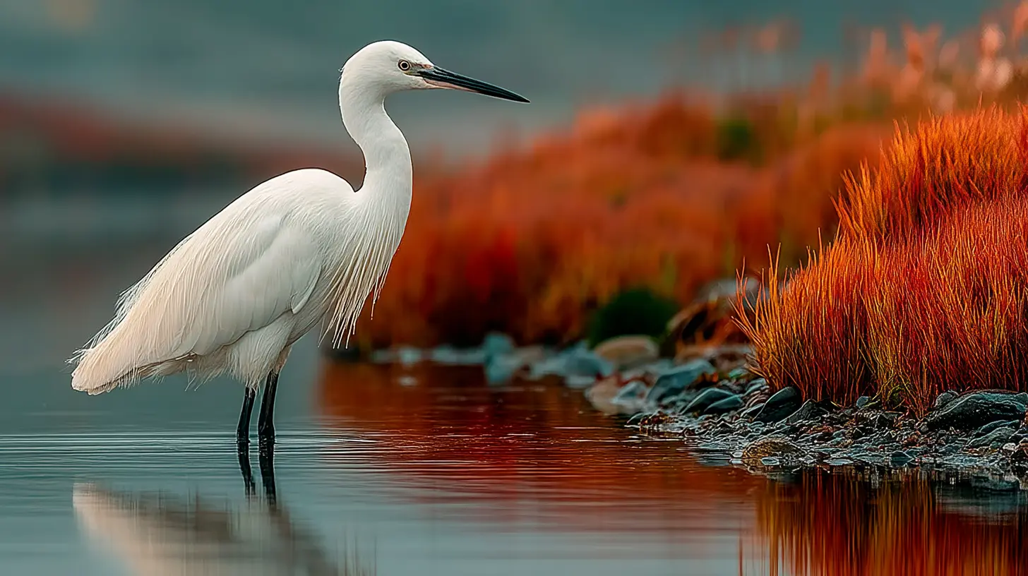Little Egret