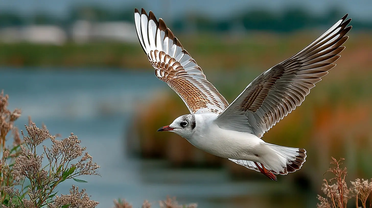Black-headed Gull