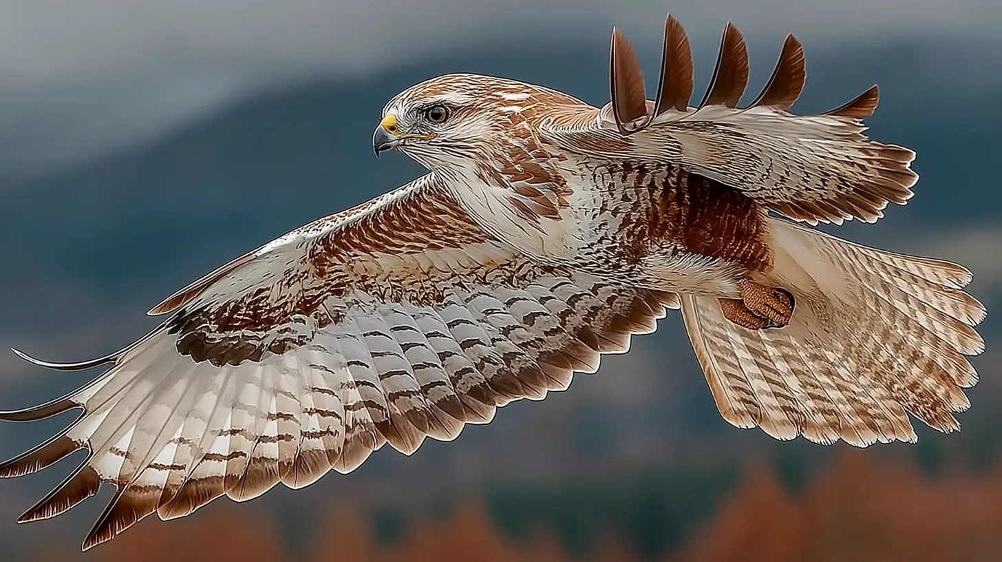 Common Buzzard