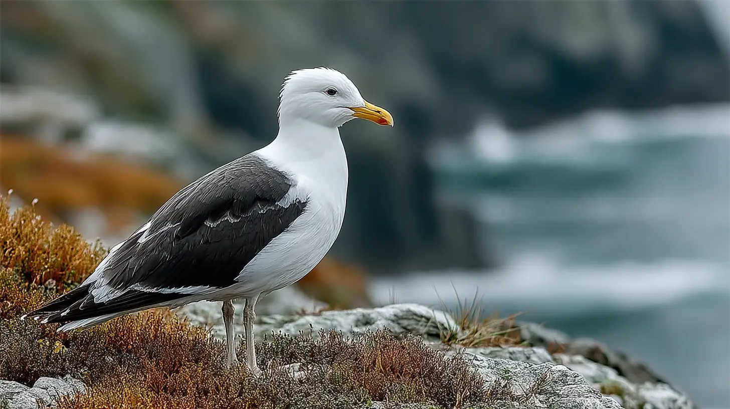 Great Black-backed Gull