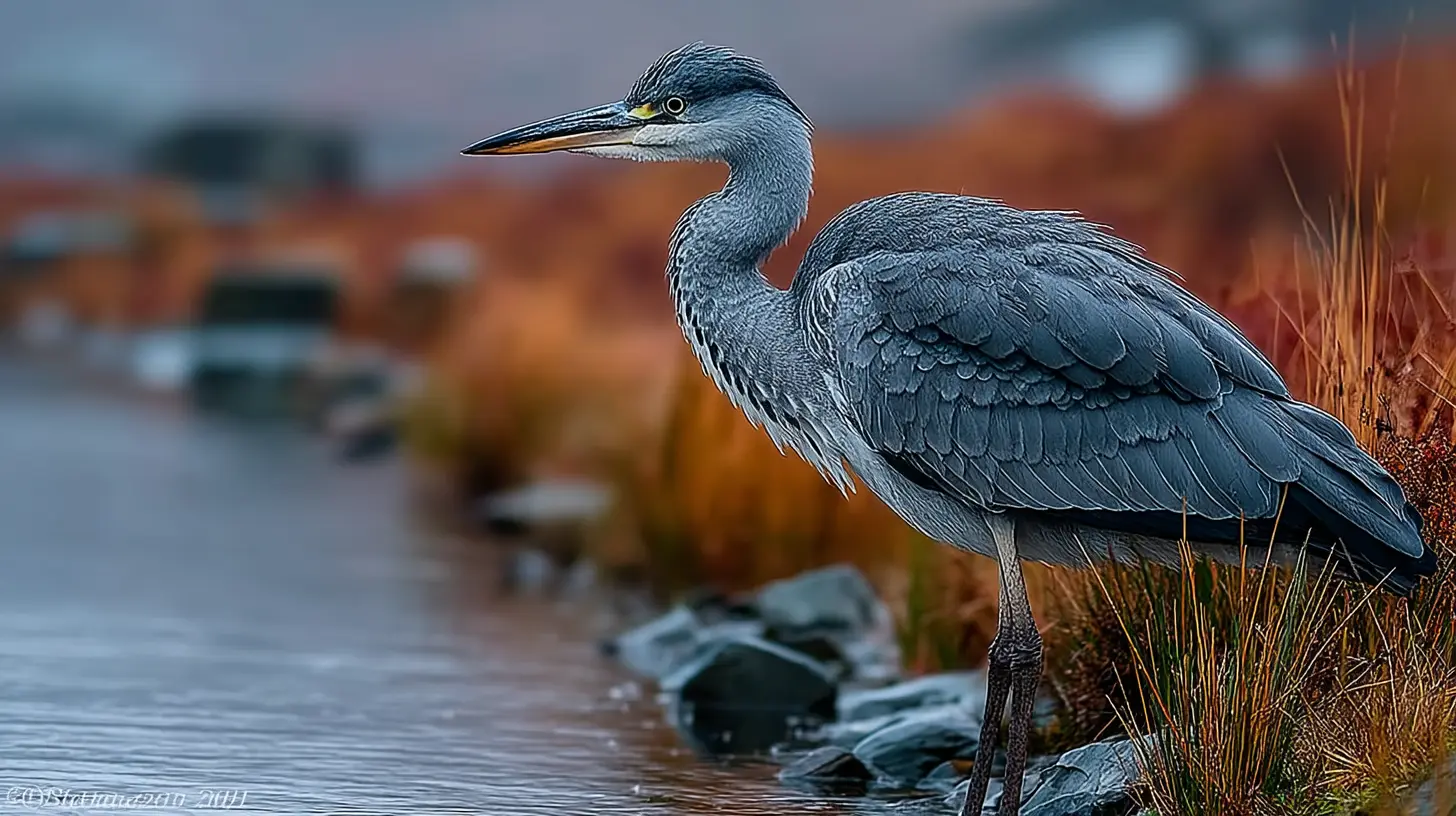 Grey Heron