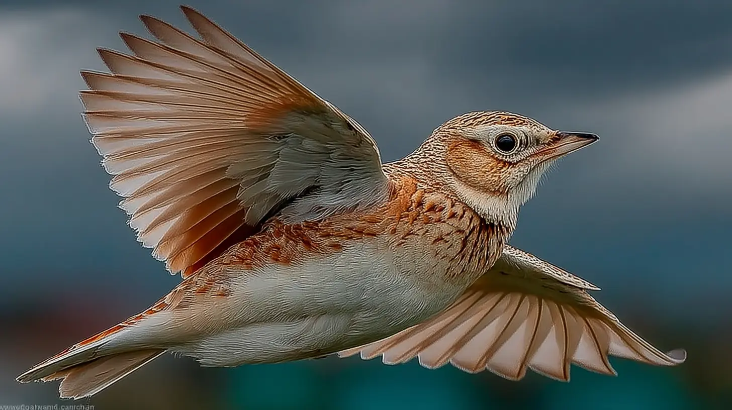 Eurasian Skylark