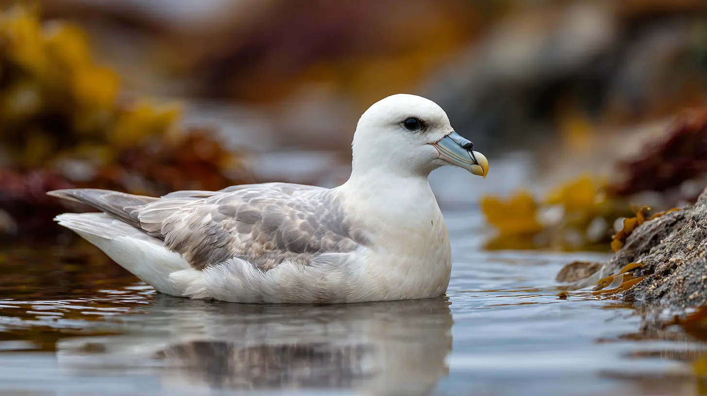 Northern Fulmar
