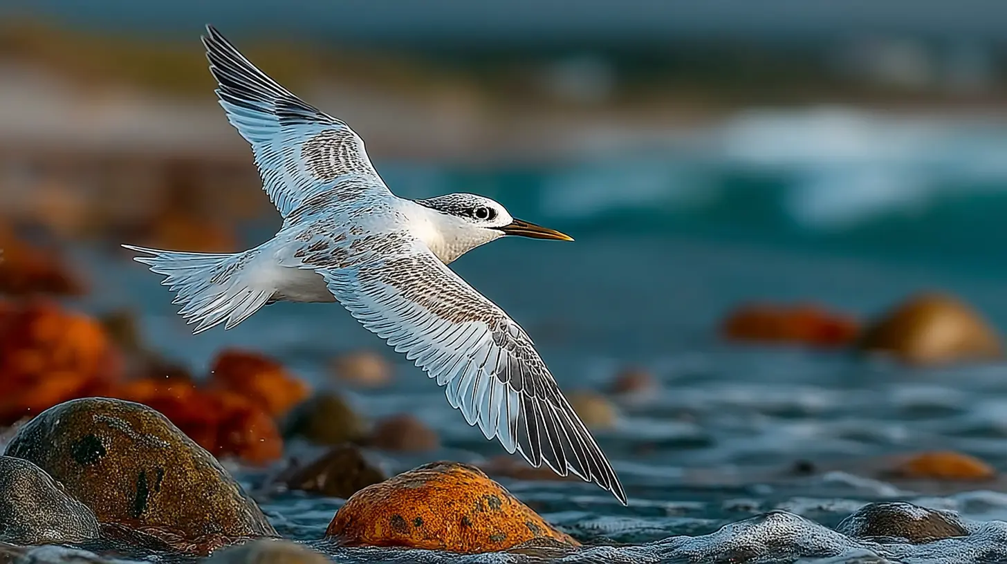 Sandwich Tern