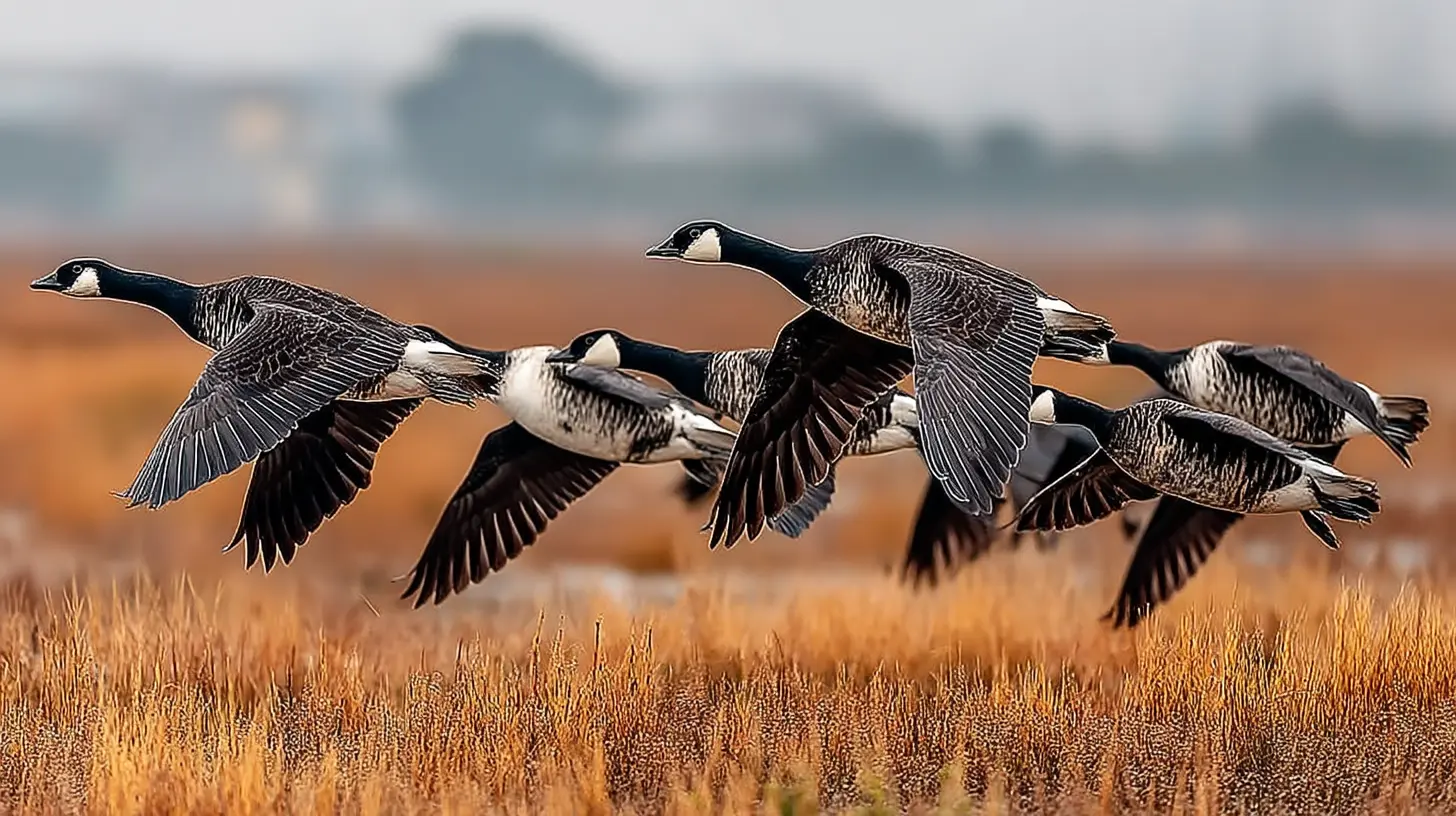 Brent Goose